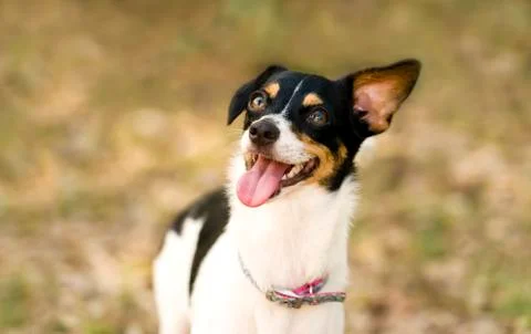 Crazy Dog Stock Photos