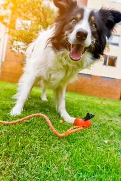 Crazy Dog Stock Photos