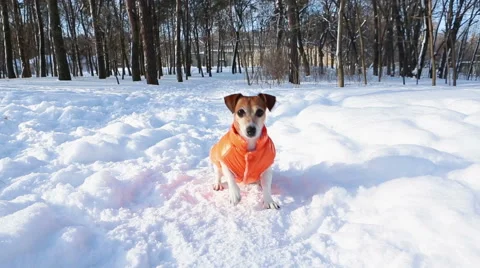 Crazy dog winter play Vídeo Stock 59568075