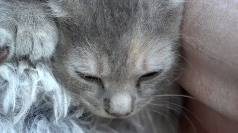 Crazy dreaming kitten face in close-up. Stock Footage 312847143