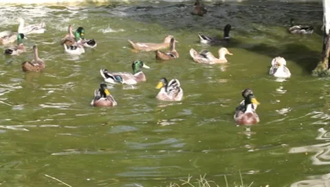 Crazy Ducks Vídeos de archivo 10559941