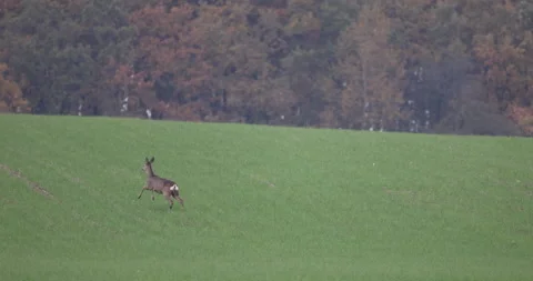 Crazy Escape 3 deer, 4K slow motion Video stock 166230480