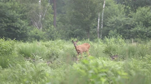 Crazy escape of a deer into the forest, 4K Stock Footage 221683481
