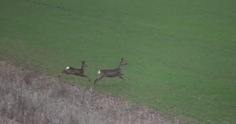 Crazy escape of two deer, 4K slow motion Stock Footage 166030937