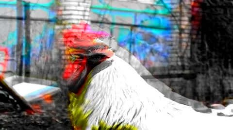 Crazy &amp; fast cock (close up) 動画素材 47274079