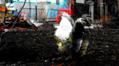 Crazy &amp; fast cock Stock-Footage 47274136