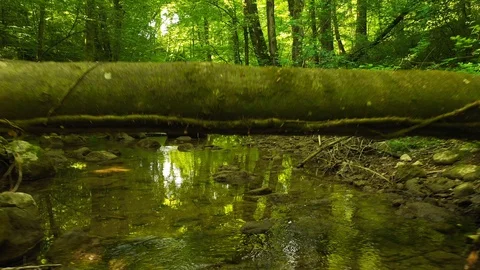 Crazy flight under fallen tree trunk Stock Footage 130022293