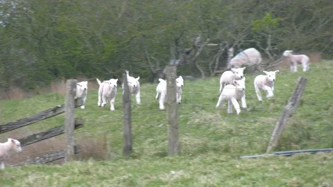 Crazy flock of lambs play and race Stock Footage 108700223