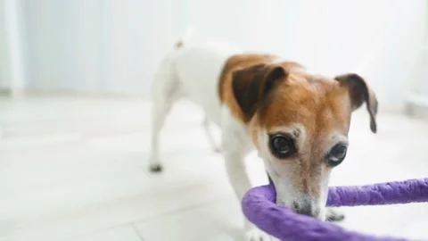 Crazy funny small dog playing with puller toy at home. Video footage Vídeo Stock 92356286