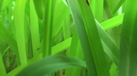 Crazy Grass  Видео 285751