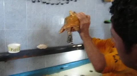 Crazy Guy on the Turtle Farm Stock Footage 22140653