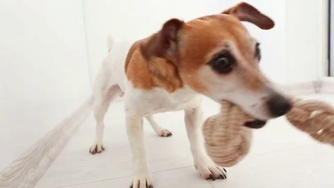 Crazy home playing pet shaking live camera Vídeo Stock 73017928