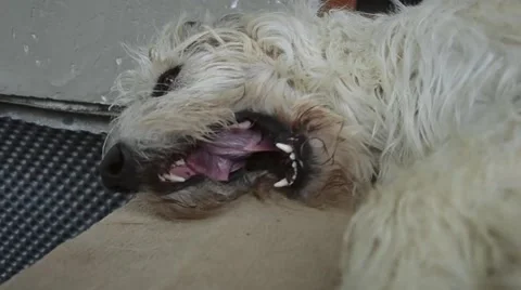 Crazy Irish Wolfhound Stock Footage 53115876