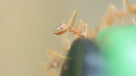 A crazy little red ant digging in a plastic barrel - nice macro close-up Stock Footage 35217066