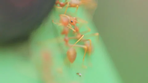 Crazy little red ants doing crazy things Stock Footage 35194248