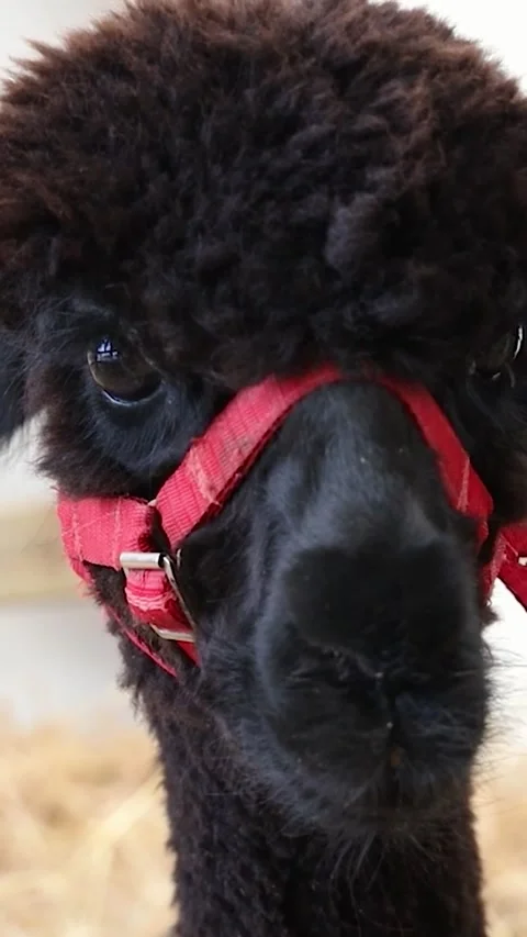 Crazy Llama Staring Intently at the Camera, Ireland - Short Version Stock Footage 338391042