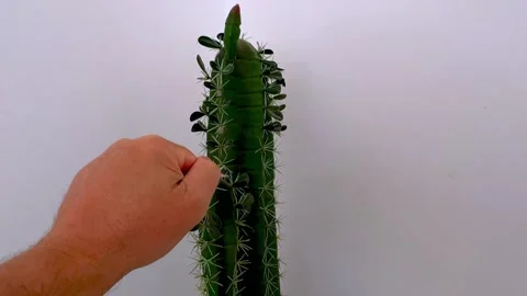 Crazy man forcefully grabs cactus full of thorns Vídeos de archivo 278840008