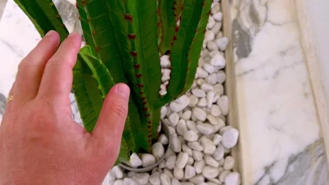 Crazy man grasps cactus full of thorns with hand Vídeo Stock 277513434