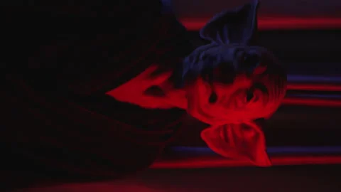 Crazy man looking strange with pig mask in font of curtains red room with Stock Footage 229861219