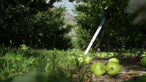 A crazy man thinning an apple tree Stock Footage 99994440