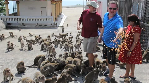 Crazy Monkey Attacking Man With Food Video stock 43214694