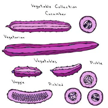 Crazy Pink Cucumber. Predatory Vegetables Series. Realistic Hand Drawn Illust Stock Illustration