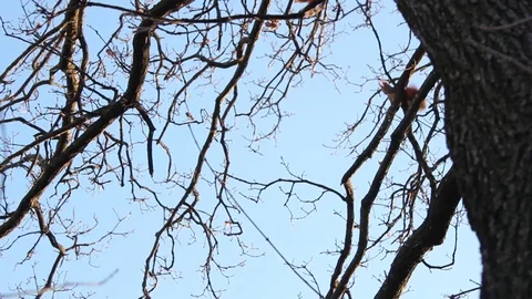 Crazy red squirrel jumping on the trees Stock Footage 112052115