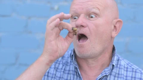 Crazy Russian elderly man with a shaved head is holding an insect Gryllotalpi Stock Footage 93292897