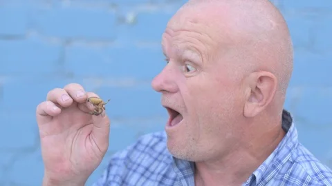 Crazy Russian elderly man with a shaved head is holding an insect Gryllotalpi Stock Footage 93292918