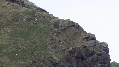Crazy sheep in steep mountain hill Video stock 78257050