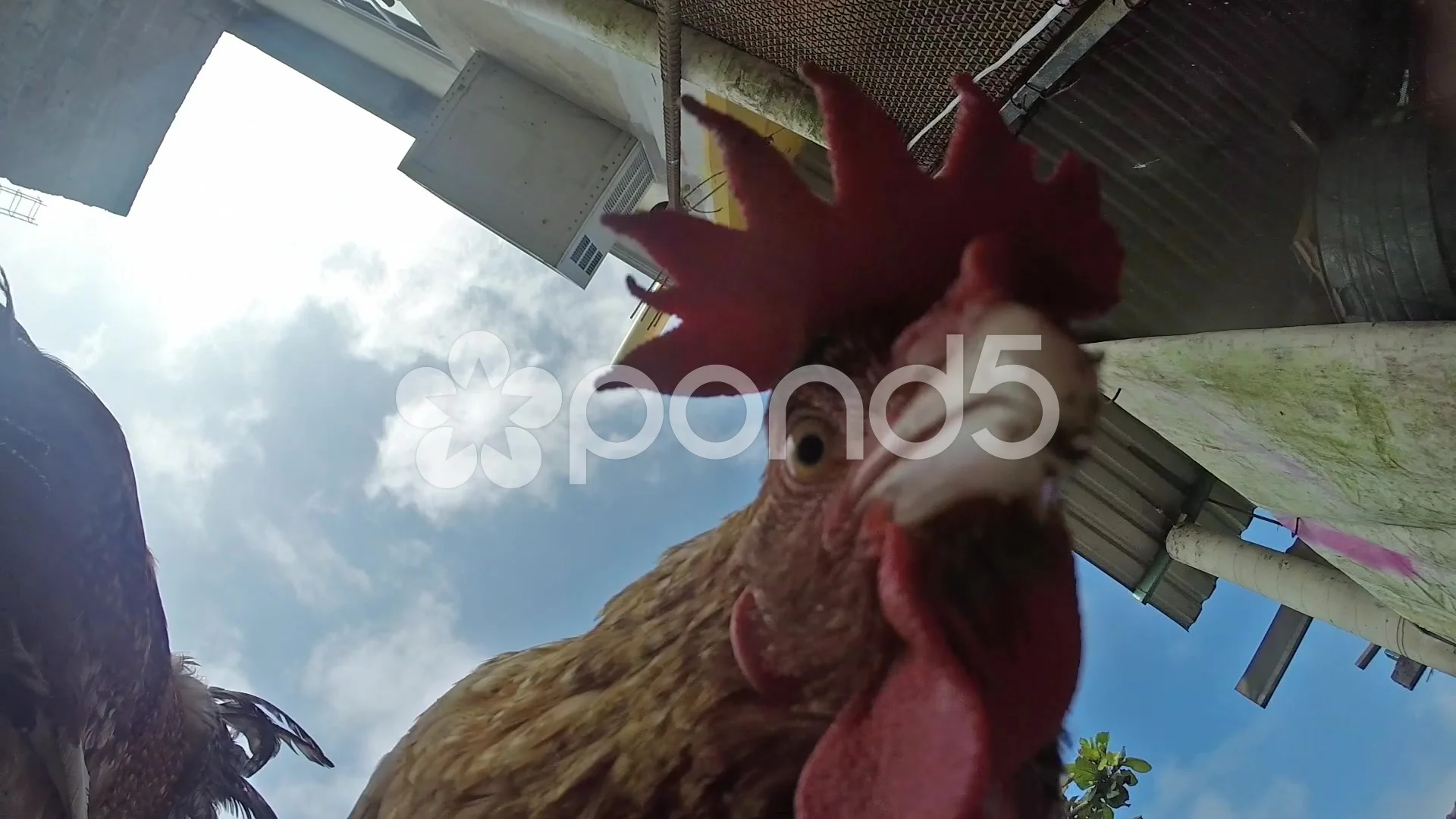 bird pecking camera