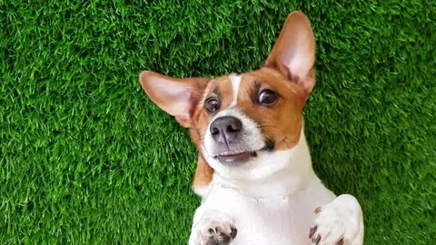 Crazy smiling dog jack russel terrier, lying on green grass. Stock Footage 291921729