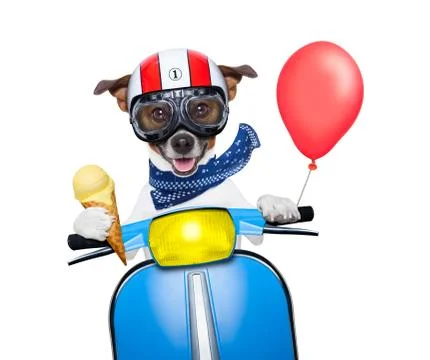 Crazy speed dog Stock Photos