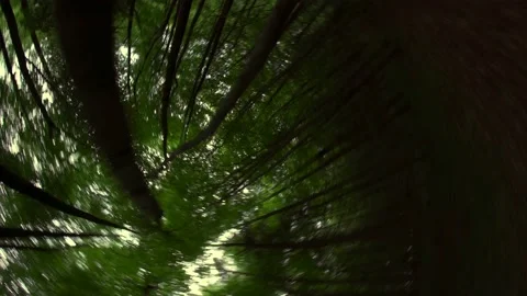 Crazy spinning view through a dark woodland of tall trees Vídeo Stock 203769166