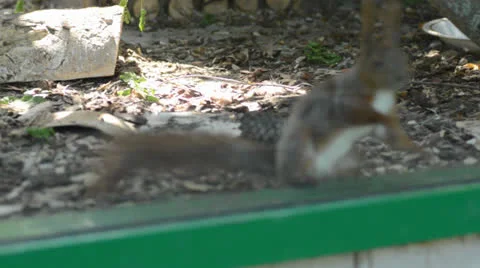 Crazy squirrel jumping Vídeos de archivo 23423583