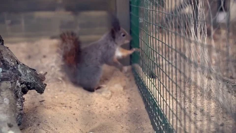 Crazy squirrel jumping without stopping Stock Footage 78486023