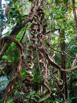 Crazy tree branches growing in rainforest Stock Photos