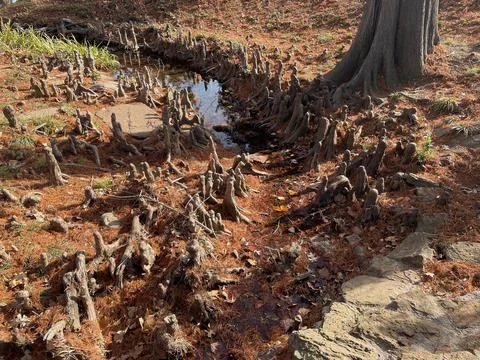 Crazy tree roots Stock Photos