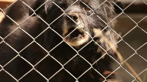 Crazy Wild Dog Stock Footage