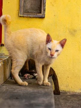 Cream Cat Standing Over Sleeping Brown Cat on Yellow Wall Stockfoto's