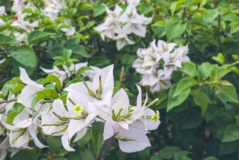Cream colored bracts surrounding tiny blossoms. Foto stock