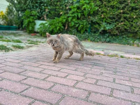 Cream-colored cat 2 스톡 사진