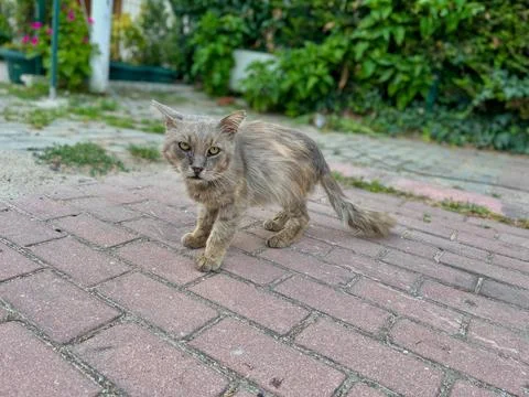 Cream-colored cat Stock Photos