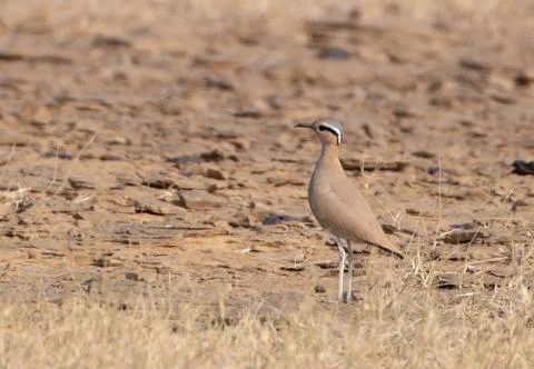 Cream-colored courser or Cursorius cursor desert national park Rajasthan, Ind Stock Photos
