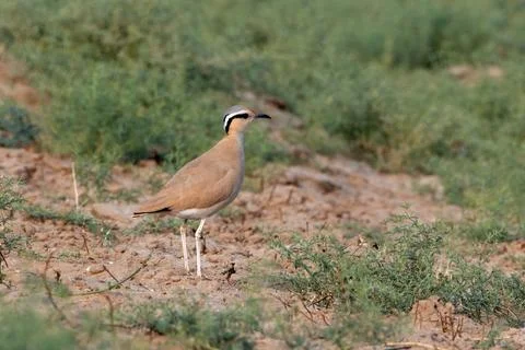 Cream-colored courser or Cursorius cursor desert national park Rajasthan, Ind Stock Photos