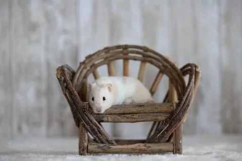 Cream-colored hamster resting on small rustic wooden bench Stock Photos