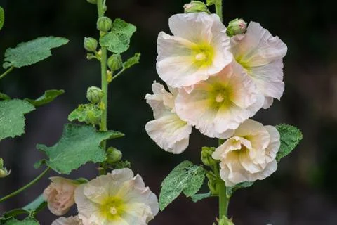 Cream Colored Hollyhock Stock Photos