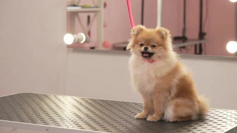 Cream-colored pomeranian sitting on a table at the groomer's salon. Stock-Footage 196205575