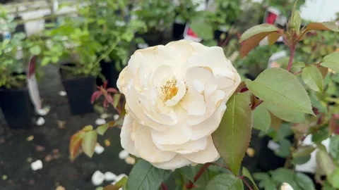 Cream-colored rose in full bloom Stock Footage 296412272
