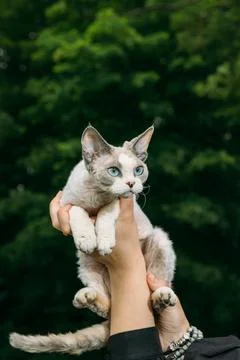 Cream Devon Rex Cat with Blue Eyes Held in Hands Garden Portrait Stockfoto's